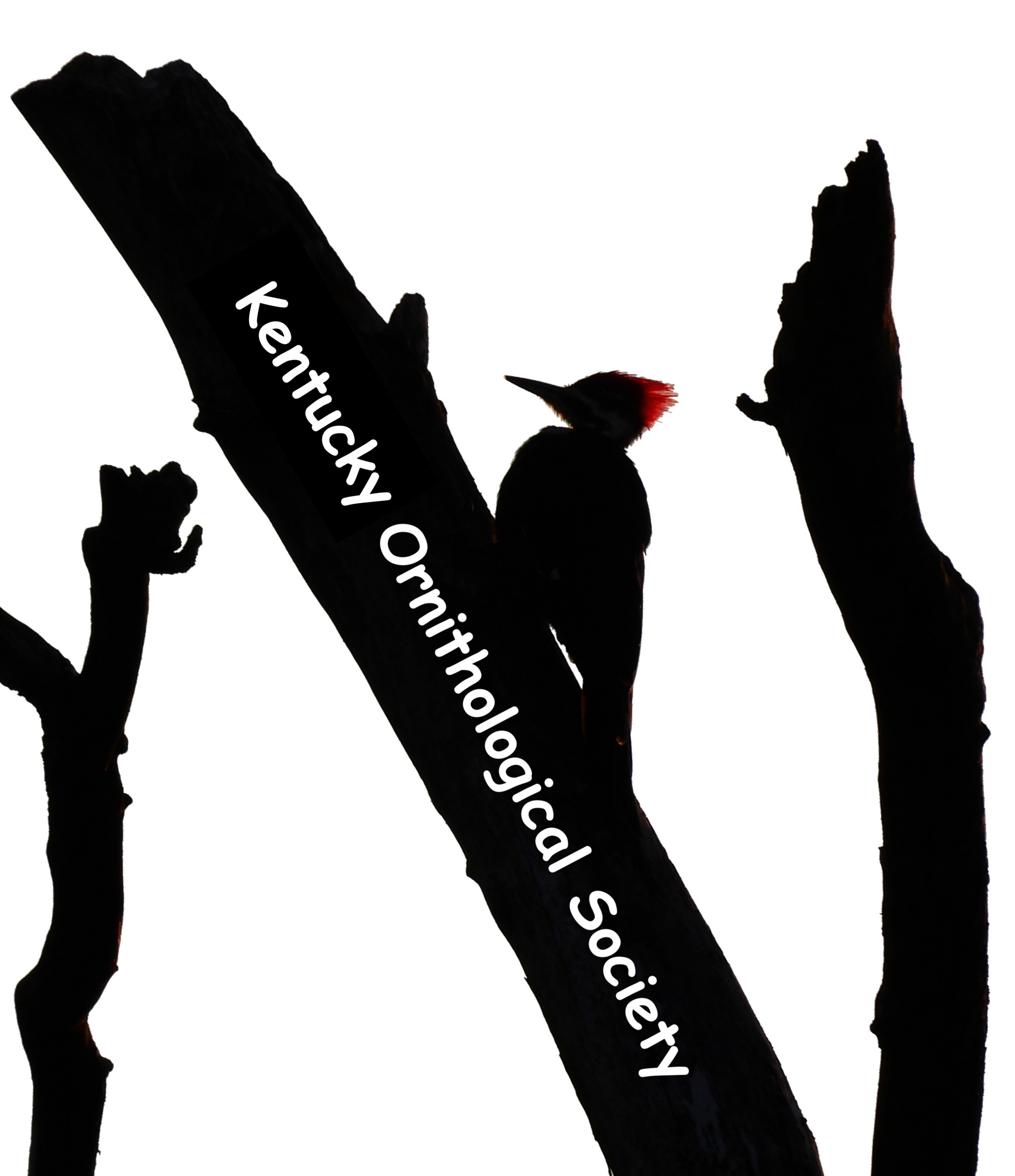 Pileated Woodpecker