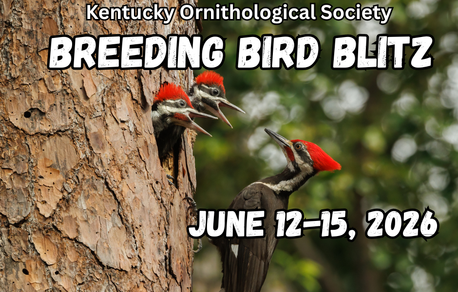 Breeding Bird Blitz 2026