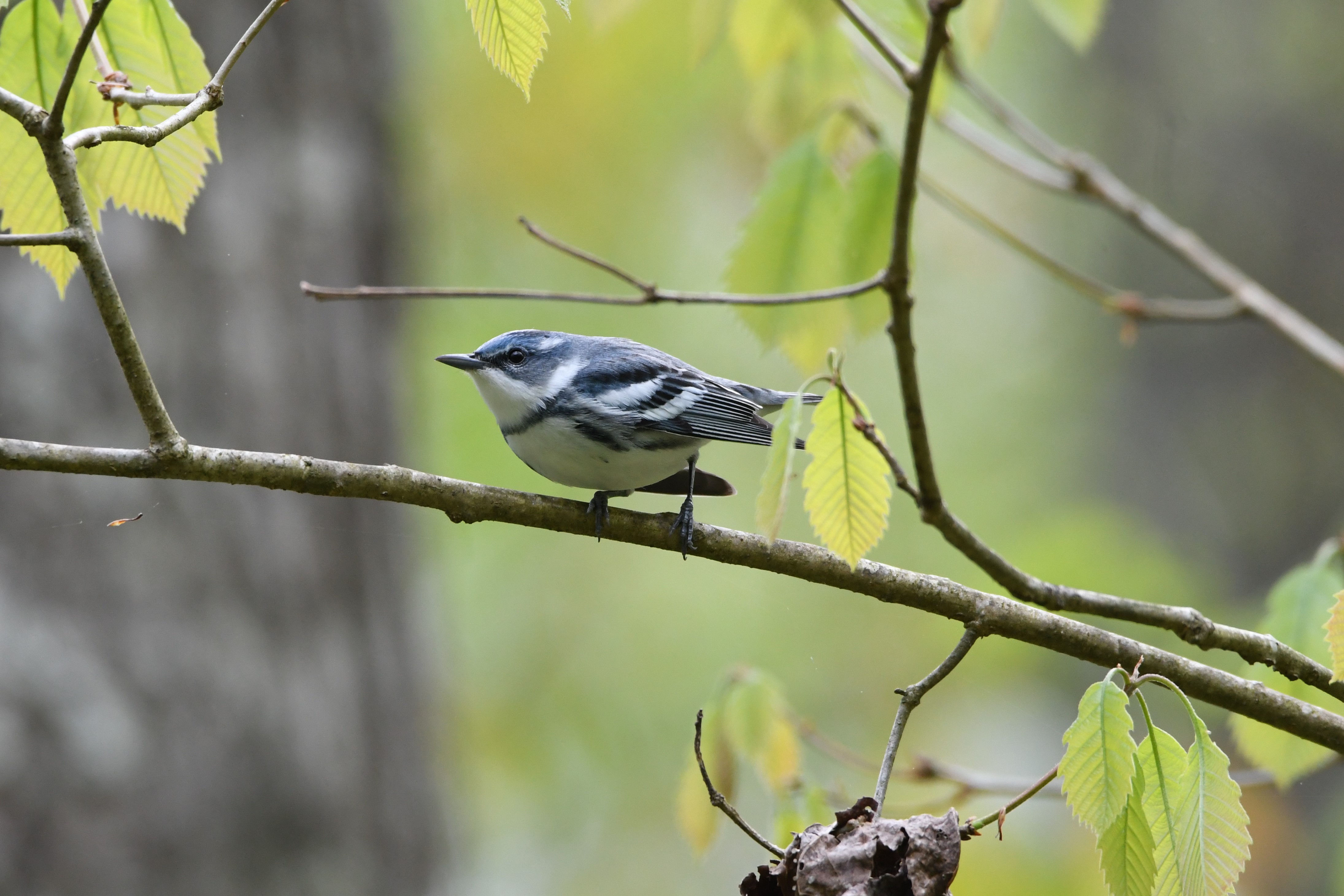 Cerulean Warbler - Clay Bliznick