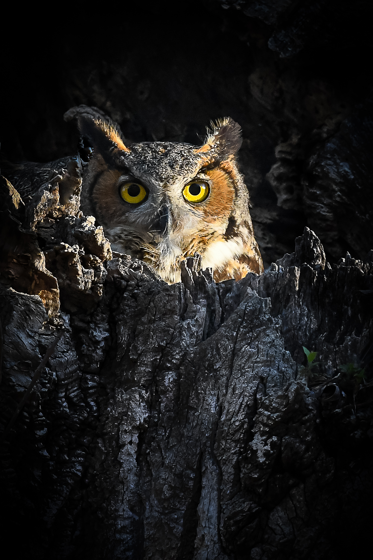 Great Horned Owl - David Knapp