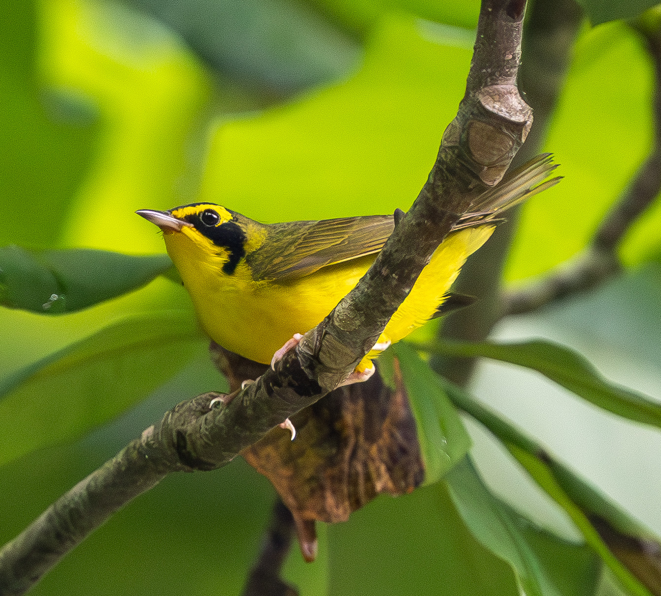 Kentucky Warbler - Brad Everhart - 6/15/2025 Kentucky Warbler - Brad Everhart - 6/15/2025