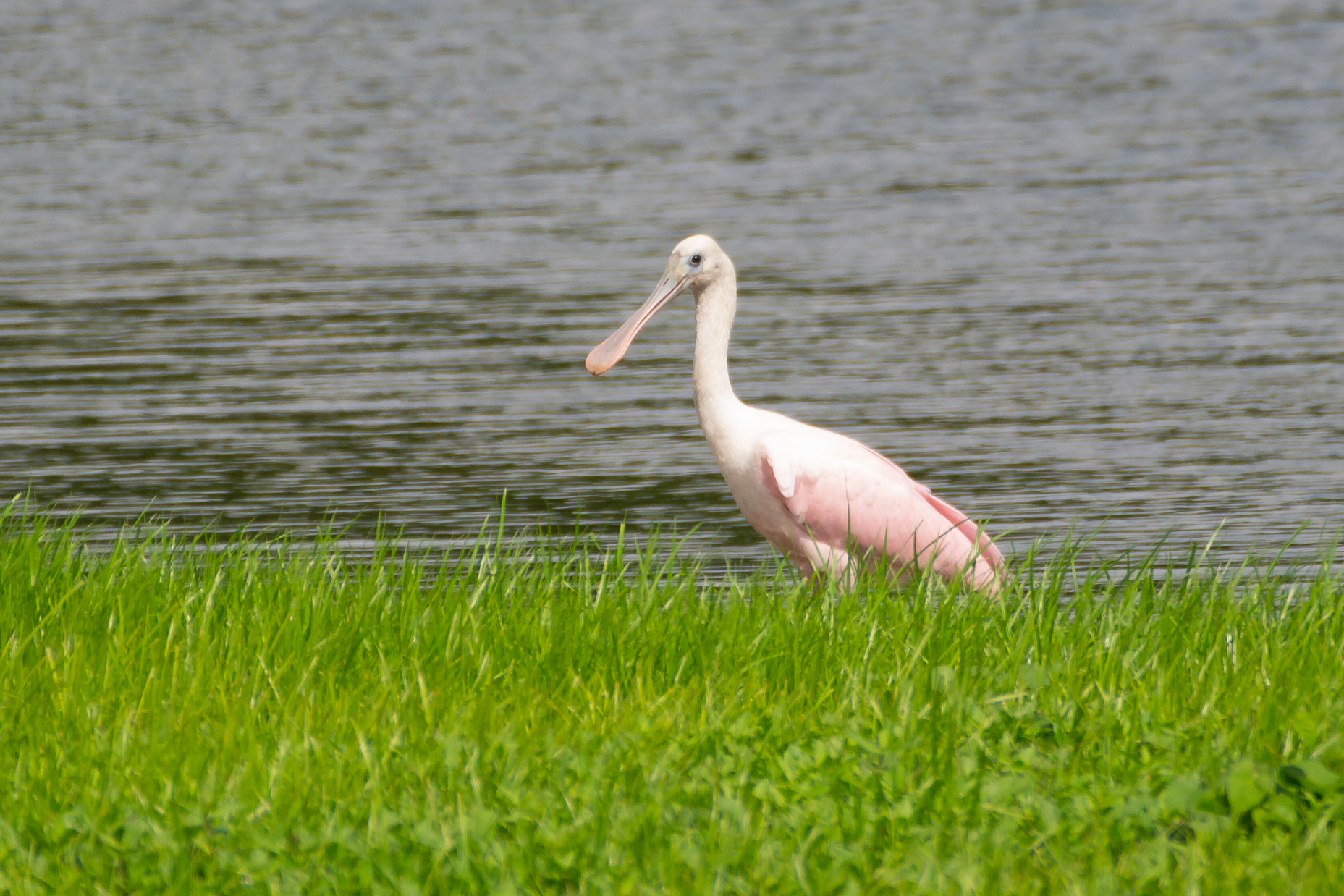 Roseate Spoonbill - Jeremy Teague